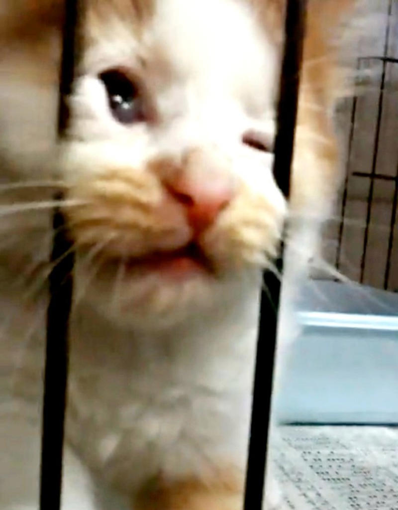 会社の壁のすき間で鳴いていた、3匹の子猫たち, ノイくんを迎え、先住猫に変化―驚きの大変身も, ふたりの猫と暮らしてわかった、個性のちがい, ノイくんのこだわりと、家族だけに見せる愛らしい一面