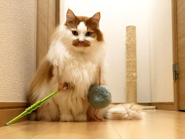 会社の壁のすき間で鳴いていた、3匹の子猫たち, ノイくんを迎え、先住猫に変化―驚きの大変身も, ふたりの猫と暮らしてわかった、個性のちがい, ノイくんのこだわりと、家族だけに見せる愛らしい一面
