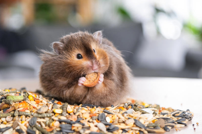 Tip #1: Keep Ingredients Simple and Safe, Tip #2: Choose the Right Treat Size, Tip #3: Store Them Properly, Tip #4: Consider Dietary Needs, Tip #5: Make It Fun and Involve the Family, Recipe #1: Peanut Butter &amp; Banana Dog Cookie, Recipe #2: Tuna and Catnip Cat Treats, Recipe #3: Frozen Chicken Broth Cubes (Dogs or Cats), Recipe #4: Apple and Carrot Bunny Bites, Recipe #5: Hamster-Friendly Seed Balls, Have Fun Treat-Making!