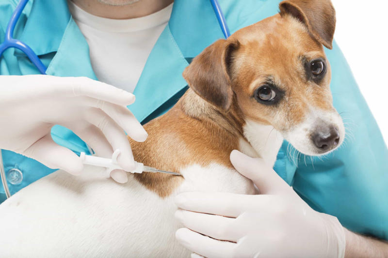 Choosing not to implant a microchip in your puppy Constantly feeding them with treats, Leaving your dog in a hot vehicle, Waiting to punish your dog, Using strong cleaning chemicals, Dropping the leash and "forcing" an interaction, Feeding your canine from your plate, Lecturing your dog, Choosing not to implant a microchip in your puppy, Comforting your dog when he or she whimpers, Telling your dog to stop barking, Rubbing your dog's nose in their feces or urine, Reinforcing bad behavior, Making leash training a negative experience, Replacing toothbrushing with dental snacks as an alternative for oral hygiene, Skipping daily walks, Not properly vetting your dog sitter, Expect all your pets to get along instantly