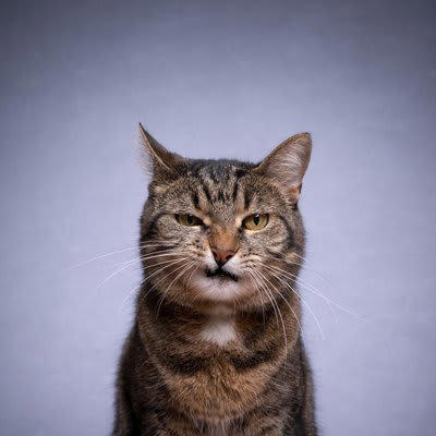 猫の記憶のしくみ, 仲直りするための注意点, 1.猫が興奮・不機嫌でいる間はそっとしておく, 2.猫の方から近づいてくるまでは必要なことしかしない, 3.機嫌が直るまではちょっかいを出さない, 猫と上手に仲直りする方法, Step1.その場から離れて知らんぷりする, Step2.自分の落ち度のあった行動について謝る, Step3.猫が喜ぶことをする