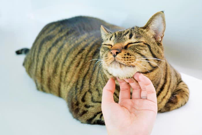 猫の記憶のしくみ, 仲直りするための注意点, 1.猫が興奮・不機嫌でいる間はそっとしておく, 2.猫の方から近づいてくるまでは必要なことしかしない, 3.機嫌が直るまではちょっかいを出さない, 猫と上手に仲直りする方法, Step1.その場から離れて知らんぷりする, Step2.自分の落ち度のあった行動について謝る, Step3.猫が喜ぶことをする