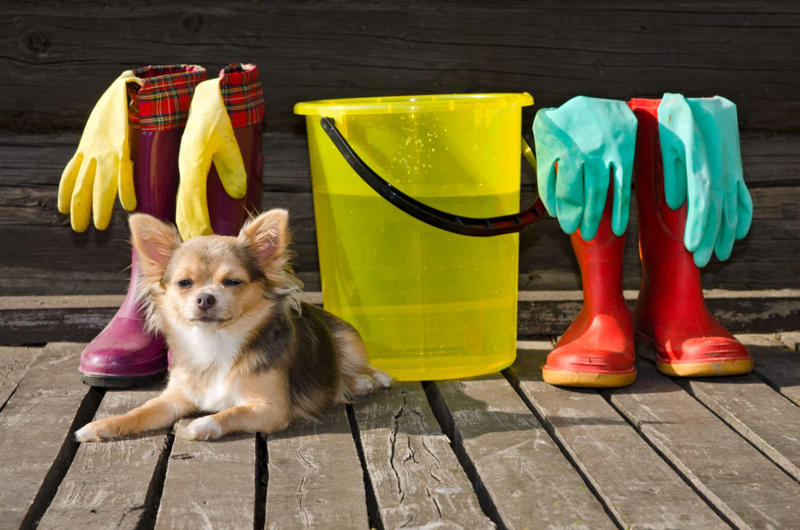 Using strong cleaning chemicals Constantly feeding them with treats, Leaving your dog in a hot vehicle, Waiting to punish your dog, Using strong cleaning chemicals, Dropping the leash and "forcing" an interaction, Feeding your canine from your plate, Lecturing your dog, Choosing not to implant a microchip in your puppy, Comforting your dog when he or she whimpers, Telling your dog to stop barking, Rubbing your dog's nose in their feces or urine, Reinforcing bad behavior, Making leash training a negative experience, Replacing toothbrushing with dental snacks as an alternative for oral hygiene, Skipping daily walks, Not properly vetting your dog sitter, Expect all your pets to get along instantly