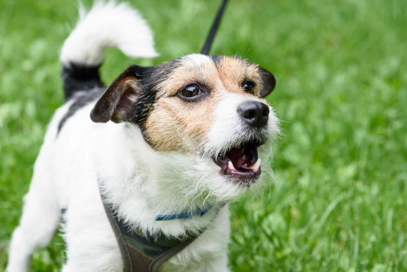 Telling your dog to stop barking Constantly feeding them with treats, Leaving your dog in a hot vehicle, Waiting to punish your dog, Using strong cleaning chemicals, Dropping the leash and "forcing" an interaction, Feeding your canine from your plate, Lecturing your dog, Choosing not to implant a microchip in your puppy, Comforting your dog when he or she whimpers, Telling your dog to stop barking, Rubbing your dog's nose in their feces or urine, Reinforcing bad behavior, Making leash training a negative experience, Replacing toothbrushing with dental snacks as an alternative for oral hygiene, Skipping daily walks, Not properly vetting your dog sitter, Expect all your pets to get along instantly