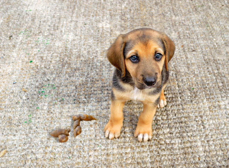 Rubbing your dog's nose in their feces or urine Constantly feeding them with treats, Leaving your dog in a hot vehicle, Waiting to punish your dog, Using strong cleaning chemicals, Dropping the leash and "forcing" an interaction, Feeding your canine from your plate, Lecturing your dog, Choosing not to implant a microchip in your puppy, Comforting your dog when he or she whimpers, Telling your dog to stop barking, Rubbing your dog's nose in their feces or urine, Reinforcing bad behavior, Making leash training a negative experience, Replacing toothbrushing with dental snacks as an alternative for oral hygiene, Skipping daily walks, Not properly vetting your dog sitter, Expect all your pets to get along instantly