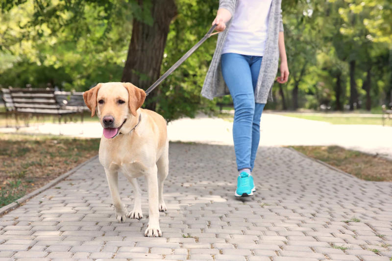 Skipping daily walks Constantly feeding them with treats, Leaving your dog in a hot vehicle, Waiting to punish your dog, Using strong cleaning chemicals, Dropping the leash and "forcing" an interaction, Feeding your canine from your plate, Lecturing your dog, Choosing not to implant a microchip in your puppy, Comforting your dog when he or she whimpers, Telling your dog to stop barking, Rubbing your dog's nose in their feces or urine, Reinforcing bad behavior, Making leash training a negative experience, Replacing toothbrushing with dental snacks as an alternative for oral hygiene, Skipping daily walks, Not properly vetting your dog sitter, Expect all your pets to get along instantly