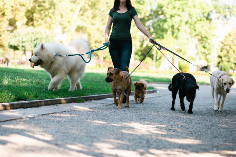 Not properly vetting your dog sitter Constantly feeding them with treats, Leaving your dog in a hot vehicle, Waiting to punish your dog, Using strong cleaning chemicals, Dropping the leash and "forcing" an interaction, Feeding your canine from your plate, Lecturing your dog, Choosing not to implant a microchip in your puppy, Comforting your dog when he or she whimpers, Telling your dog to stop barking, Rubbing your dog's nose in their feces or urine, Reinforcing bad behavior, Making leash training a negative experience, Replacing toothbrushing with dental snacks as an alternative for oral hygiene, Skipping daily walks, Not properly vetting your dog sitter, Expect all your pets to get along instantly