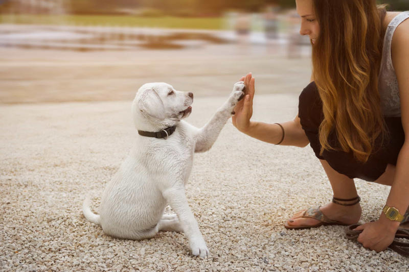 Reinforcing bad behavior Constantly feeding them with treats, Leaving your dog in a hot vehicle, Waiting to punish your dog, Using strong cleaning chemicals, Dropping the leash and "forcing" an interaction, Feeding your canine from your plate, Lecturing your dog, Choosing not to implant a microchip in your puppy, Comforting your dog when he or she whimpers, Telling your dog to stop barking, Rubbing your dog's nose in their feces or urine, Reinforcing bad behavior, Making leash training a negative experience, Replacing toothbrushing with dental snacks as an alternative for oral hygiene, Skipping daily walks, Not properly vetting your dog sitter, Expect all your pets to get along instantly