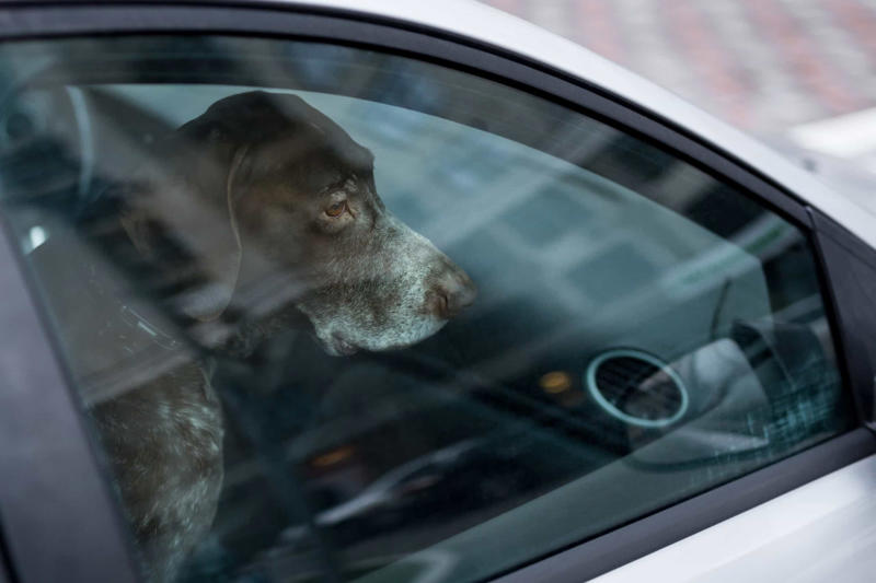 Leaving your dog in a hot vehicle Constantly feeding them with treats, Leaving your dog in a hot vehicle, Waiting to punish your dog, Using strong cleaning chemicals, Dropping the leash and "forcing" an interaction, Feeding your canine from your plate, Lecturing your dog, Choosing not to implant a microchip in your puppy, Comforting your dog when he or she whimpers, Telling your dog to stop barking, Rubbing your dog's nose in their feces or urine, Reinforcing bad behavior, Making leash training a negative experience, Replacing toothbrushing with dental snacks as an alternative for oral hygiene, Skipping daily walks, Not properly vetting your dog sitter, Expect all your pets to get along instantly