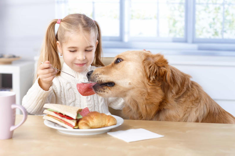 Feeding your canine from your plate Constantly feeding them with treats, Leaving your dog in a hot vehicle, Waiting to punish your dog, Using strong cleaning chemicals, Dropping the leash and "forcing" an interaction, Feeding your canine from your plate, Lecturing your dog, Choosing not to implant a microchip in your puppy, Comforting your dog when he or she whimpers, Telling your dog to stop barking, Rubbing your dog's nose in their feces or urine, Reinforcing bad behavior, Making leash training a negative experience, Replacing toothbrushing with dental snacks as an alternative for oral hygiene, Skipping daily walks, Not properly vetting your dog sitter, Expect all your pets to get along instantly