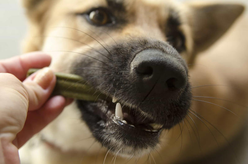 Replacing toothbrushing with dental snacks as an alternative for oral hygiene Constantly feeding them with treats, Leaving your dog in a hot vehicle, Waiting to punish your dog, Using strong cleaning chemicals, Dropping the leash and "forcing" an interaction, Feeding your canine from your plate, Lecturing your dog, Choosing not to implant a microchip in your puppy, Comforting your dog when he or she whimpers, Telling your dog to stop barking, Rubbing your dog's nose in their feces or urine, Reinforcing bad behavior, Making leash training a negative experience, Replacing toothbrushing with dental snacks as an alternative for oral hygiene, Skipping daily walks, Not properly vetting your dog sitter, Expect all your pets to get along instantly