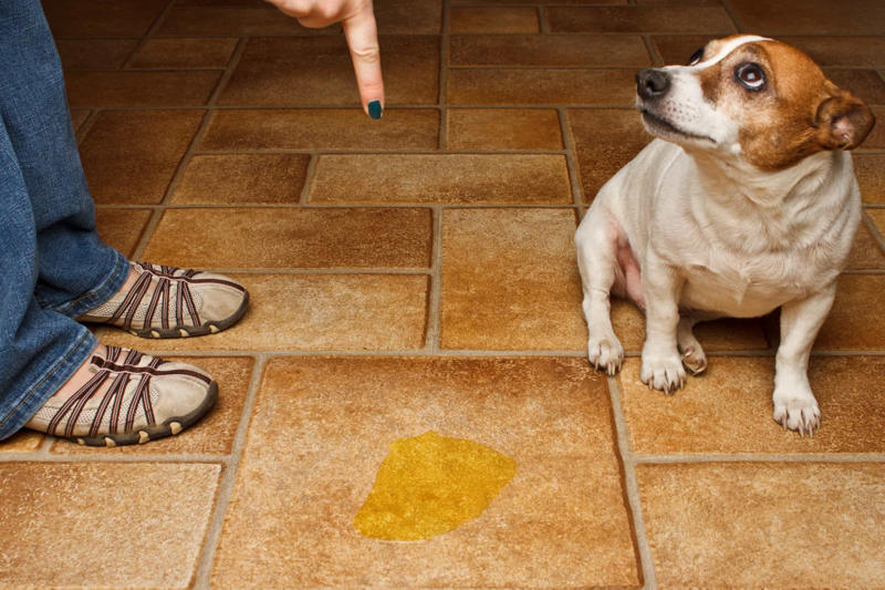Waiting to punish your dog Constantly feeding them with treats, Leaving your dog in a hot vehicle, Waiting to punish your dog, Using strong cleaning chemicals, Dropping the leash and "forcing" an interaction, Feeding your canine from your plate, Lecturing your dog, Choosing not to implant a microchip in your puppy, Comforting your dog when he or she whimpers, Telling your dog to stop barking, Rubbing your dog's nose in their feces or urine, Reinforcing bad behavior, Making leash training a negative experience, Replacing toothbrushing with dental snacks as an alternative for oral hygiene, Skipping daily walks, Not properly vetting your dog sitter, Expect all your pets to get along instantly