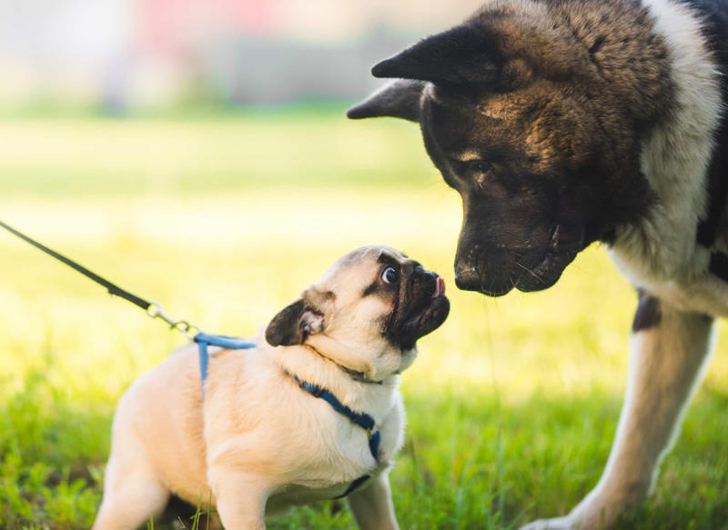 Expect all your pets to get along instantly Constantly feeding them with treats, Leaving your dog in a hot vehicle, Waiting to punish your dog, Using strong cleaning chemicals, Dropping the leash and "forcing" an interaction, Feeding your canine from your plate, Lecturing your dog, Choosing not to implant a microchip in your puppy, Comforting your dog when he or she whimpers, Telling your dog to stop barking, Rubbing your dog's nose in their feces or urine, Reinforcing bad behavior, Making leash training a negative experience, Replacing toothbrushing with dental snacks as an alternative for oral hygiene, Skipping daily walks, Not properly vetting your dog sitter, Expect all your pets to get along instantly