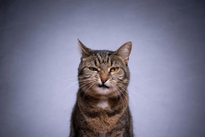 猫の記憶のしくみ, 仲直りするための注意点, 1.猫が興奮・不機嫌でいる間はそっとしておく, 2.猫の方から近づいてくるまでは必要なことしかしない, 3.機嫌が直るまではちょっかいを出さない, 猫と上手に仲直りする方法, Step1.その場から離れて知らんぷりする, Step2.自分の落ち度のあった行動について謝る, Step3.猫が喜ぶことをする