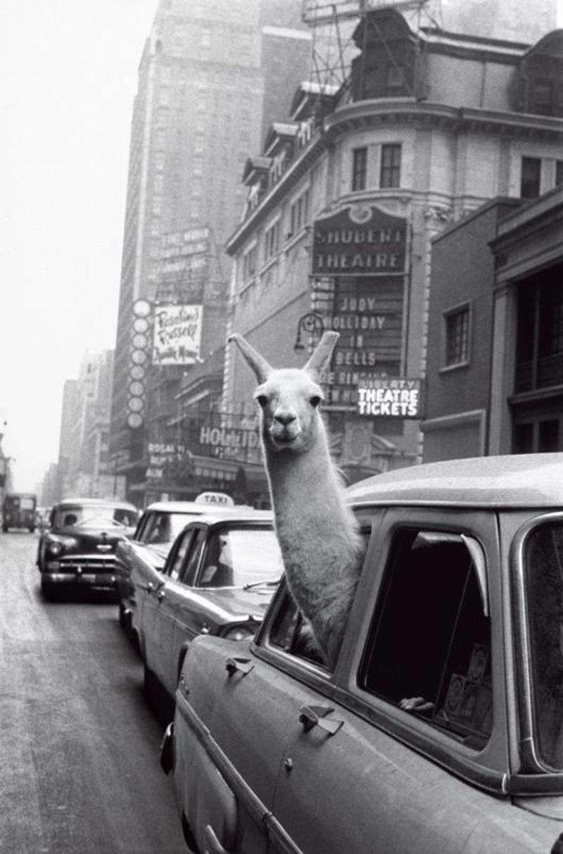 27. Oh, You Know, Just a Llama in Times Square 1. 22-Year-Old Being Dropped Off for Naval Flight Training in South Texas, 2. NASA Scientists With Their Board of Calculations, 3. Queen Elizabeth II Driving Prince Charles and Princess Anne, 4. Kids on a Movie Date, 5. Audrey Hepburn Casually Grocery Shopping With Her Pet Deer, 6. A Mother With Her First 11 Kids — She Went on to Have Six More, 7. The Runner-Up in a Shirley Temple Look-Alike Contest, 8. Macy’s Thanksgiving Day Parade, 9. Sightseers at Niagara Falls, 10. The First African-American Stewardess in the U.S., Ruth Carol Taylor, 11. Open Air School in the Netherlands, 12. The Original TV Remote, 13. Mingling With Bears at Yellowstone, 14. Roadside Meals While Traveling, 15. Listening to Music at a Record Store, 16. Getting Cooled Air Piped Into the Car While Eating at a Drive-in Restaurant, 17. Selfie: 1957 Style, 18. Teenage Beatles Members Performing as Wedding Singers, 19. Bride and Groom, 20. Danish Zookeeper Watering the Emperor Penguins, 21. A Couple’s First Christmas Together, 22. Daytona Beach, 23. Joe Pesci at 14 Years Old, 24. Woman in One of Nine Stores She Opened, 25. Family Pool Day, 26. Elizabeth Eckford, One of the Nine Black Students Who Integrated Into Little Rock’s Central High School, 27. Oh, You Know, Just a Llama in Times Square, 28. Jayne Mansfield With Miss Hollywood, 29. Illegal Drag Racing in the L.A. River Basin