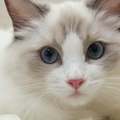 “猫初心者さん”にピッタリな猫種3選, 1.雑種猫キジトラ（オス）, お世話がしやすい, 日中はマイペースに過ごせる, 2.雑種猫茶トラ, 温厚でフレンドリー, お留守番は苦手なほう, 尿路結石に注意を, お世話はキジトラと同様に, 被毛が絡まりにくい, “まるでぬいぐるみ”な猫, 肥満や心臓の病気にご注意を