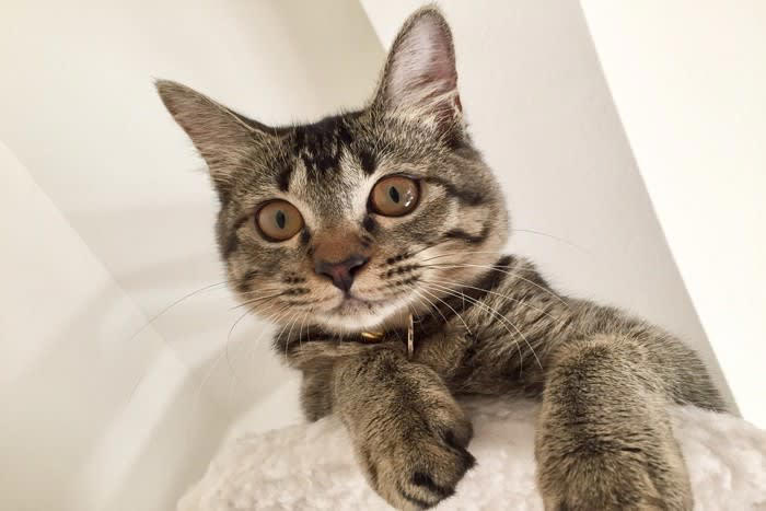“猫初心者さん”にピッタリな猫種3選, 1.雑種猫キジトラ（オス）, お世話がしやすい, 日中はマイペースに過ごせる, 2.雑種猫茶トラ, 温厚でフレンドリー, お留守番は苦手なほう, 尿路結石に注意を, お世話はキジトラと同様に, 被毛が絡まりにくい, “まるでぬいぐるみ”な猫, 肥満や心臓の病気にご注意を