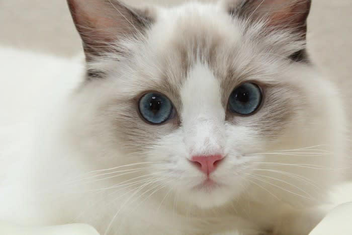 “猫初心者さん”にピッタリな猫種3選, 1.雑種猫キジトラ（オス）, お世話がしやすい, 日中はマイペースに過ごせる, 2.雑種猫茶トラ, 温厚でフレンドリー, お留守番は苦手なほう, 尿路結石に注意を, お世話はキジトラと同様に, 被毛が絡まりにくい, “まるでぬいぐるみ”な猫, 肥満や心臓の病気にご注意を