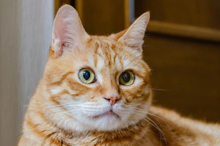 “猫初心者さん”にピッタリな猫種3選, 1.雑種猫キジトラ（オス）, お世話がしやすい, 日中はマイペースに過ごせる, 2.雑種猫茶トラ, 温厚でフレンドリー, お留守番は苦手なほう, 尿路結石に注意を, お世話はキジトラと同様に, 被毛が絡まりにくい, “まるでぬいぐるみ”な猫, 肥満や心臓の病気にご注意を
