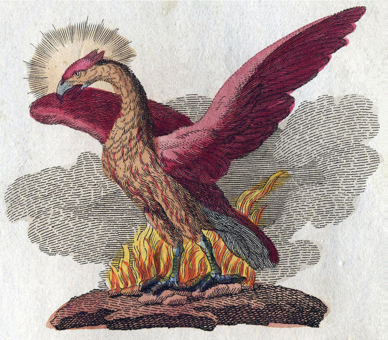 Phoenix Sea serpent, Yeti / Bigfoot, Chupacabra, Mermaids, The pouākai