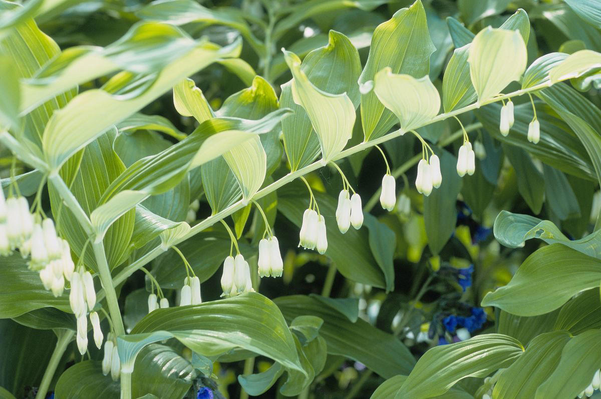 Echinacea, Solomon’s Seal, Ninebark, Black-Eyed Susans