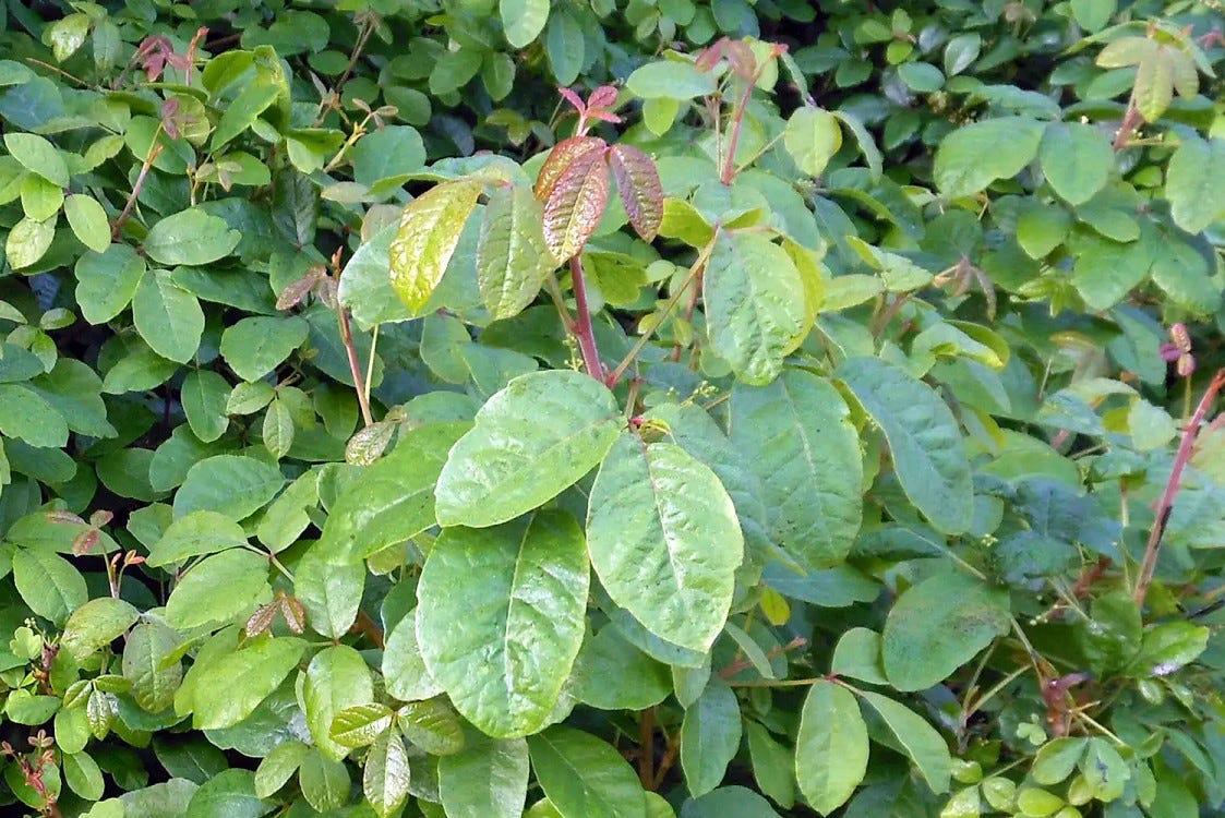What does poison ivy look like?, How to tell poison ivy and poison oak apart?, What is poison sumac?, How to treat poison ivy rashes, Is poison ivy contagious?, Are elephant ear plants poisonous?, What is the difference between poison hemlock and water hemlock?, What to do if you find a poisonous plant