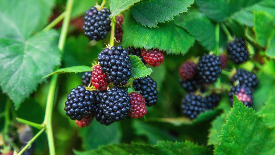 New to the list: Blackberries and potatoes, This year’s ‘Clean Fifteen’, How to clean produce, Dangers of pesticides