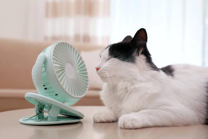 熱中症にかかりやすい猫の特徴5選, 1.高齢の猫・子猫, 2.持病のある猫, 3.肥満気味の猫, 4.短頭種（鼻ぺちゃ）の猫, 猫の熱中症予防法