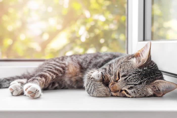 熱中症にかかりやすい猫の特徴5選, 1.高齢の猫・子猫, 2.持病のある猫, 3.肥満気味の猫, 4.短頭種（鼻ぺちゃ）の猫, 猫の熱中症予防法