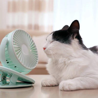 熱中症にかかりやすい猫の特徴5選, 1.高齢の猫・子猫, 2.持病のある猫, 3.肥満気味の猫, 4.短頭種（鼻ぺちゃ）の猫, 猫の熱中症予防法