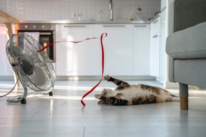 熱中症にかかりやすい猫の特徴5選, 1.高齢の猫・子猫, 2.持病のある猫, 3.肥満気味の猫, 4.短頭種（鼻ぺちゃ）の猫, 猫の熱中症予防法