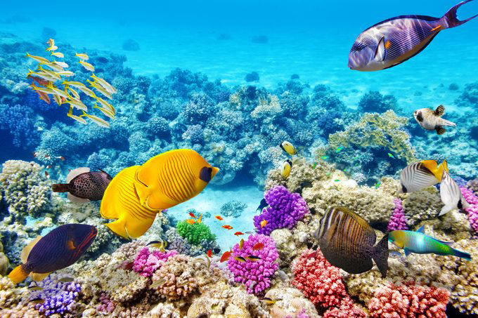 Great Barrier Reef, Museo Subacuático de Arte, Mandarinfish, Blue Corner, Faint-banded sea snake, Great Blue Hole, Queen Anne’s Revenge, Underwater Waterfall, Blue shark, Underwater Room, Why trust us, Sources: