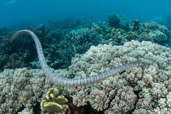 Great Barrier Reef, Museo Subacuático de Arte, Mandarinfish, Blue Corner, Faint-banded sea snake, Great Blue Hole, Queen Anne’s Revenge, Underwater Waterfall, Blue shark, Underwater Room, Why trust us, Sources: