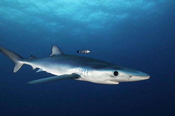 Great Barrier Reef, Museo Subacuático de Arte, Mandarinfish, Blue Corner, Faint-banded sea snake, Great Blue Hole, Queen Anne’s Revenge, Underwater Waterfall, Blue shark, Underwater Room, Why trust us, Sources: