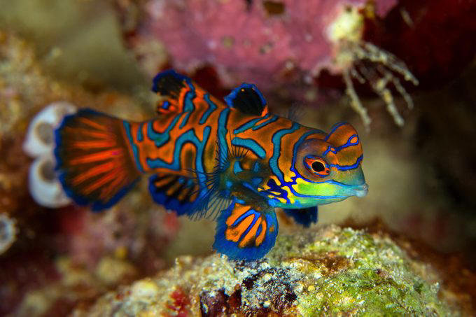 Great Barrier Reef, Museo Subacuático de Arte, Mandarinfish, Blue Corner, Faint-banded sea snake, Great Blue Hole, Queen Anne’s Revenge, Underwater Waterfall, Blue shark, Underwater Room, Why trust us, Sources: