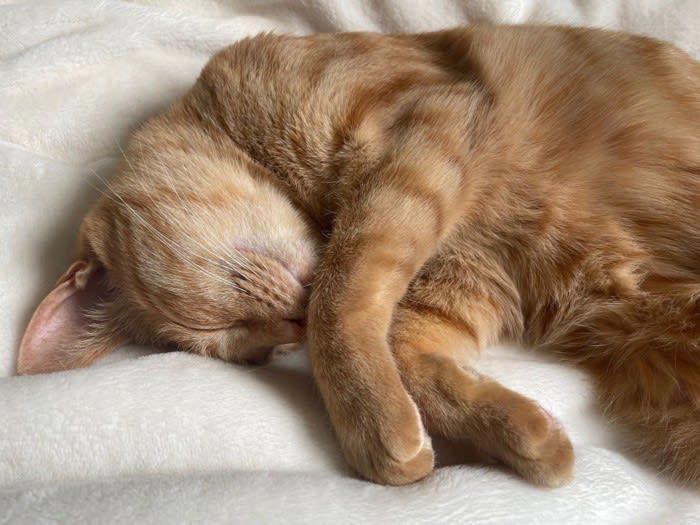 猫が「ヘソ天」で寝ているときの心理3選, 1.安心している気持ち, 2.暑くて仕方がない気持ち, 3.お願いを叶えてほしい気持ち, 猫のヘソ天を正しく堪能するお作法