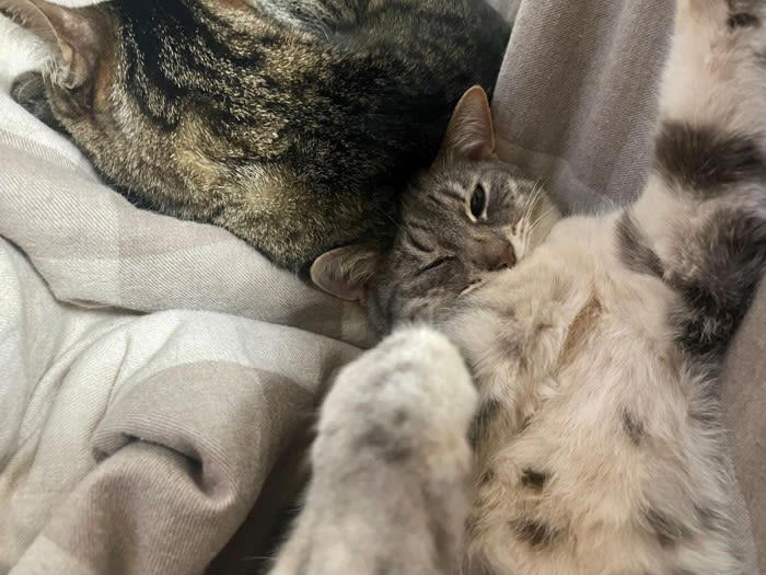 猫が「ヘソ天」で寝ているときの心理3選, 1.安心している気持ち, 2.暑くて仕方がない気持ち, 3.お願いを叶えてほしい気持ち, 猫のヘソ天を正しく堪能するお作法
