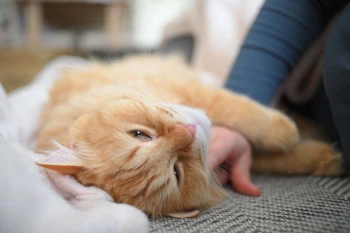 「男の子」の猫の性格と接し方, 活発で甘え上手、好奇心も旺盛！, おすすめのスキンシップ, おすすめの遊ばせ方, 「女の子」の猫の性格と接し方, 慎重でマイペース、気分屋な一面も, おすすめのスキンシップ, おすすめの遊ばせ方, 性格の違いは個体差も大きい