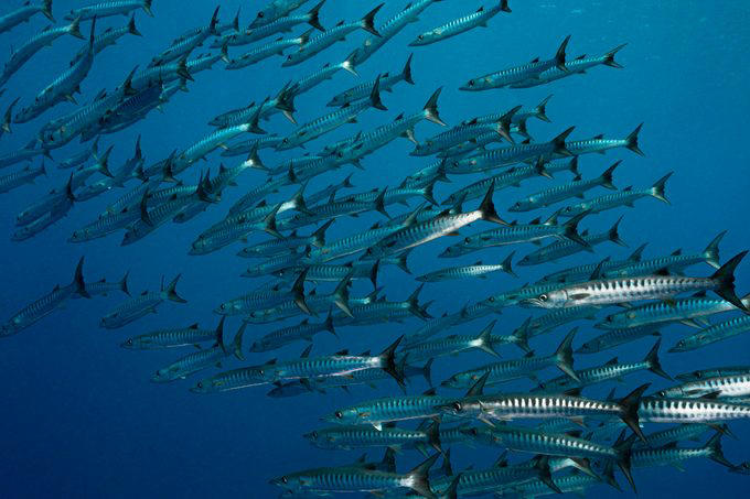 Great Barrier Reef, Museo Subacuático de Arte, Mandarinfish, Blue Corner, Faint-banded sea snake, Great Blue Hole, Queen Anne’s Revenge, Underwater Waterfall, Blue shark, Underwater Room, Why trust us, Sources: