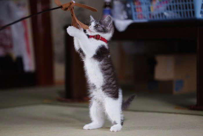 「男の子」の猫の性格と接し方, 活発で甘え上手、好奇心も旺盛！, おすすめのスキンシップ, おすすめの遊ばせ方, 「女の子」の猫の性格と接し方, 慎重でマイペース、気分屋な一面も, おすすめのスキンシップ, おすすめの遊ばせ方, 性格の違いは個体差も大きい