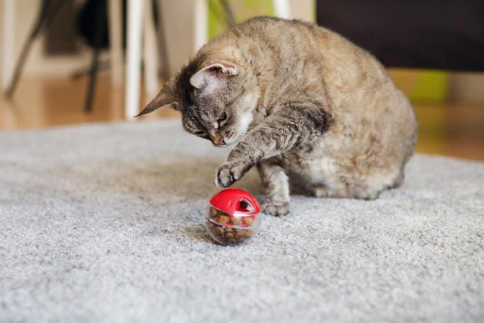 「男の子」の猫の性格と接し方, 活発で甘え上手、好奇心も旺盛！, おすすめのスキンシップ, おすすめの遊ばせ方, 「女の子」の猫の性格と接し方, 慎重でマイペース、気分屋な一面も, おすすめのスキンシップ, おすすめの遊ばせ方, 性格の違いは個体差も大きい