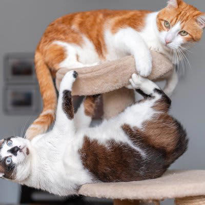 「男の子」の猫の性格と接し方, 活発で甘え上手、好奇心も旺盛！, おすすめのスキンシップ, おすすめの遊ばせ方, 「女の子」の猫の性格と接し方, 慎重でマイペース、気分屋な一面も, おすすめのスキンシップ, おすすめの遊ばせ方, 性格の違いは個体差も大きい