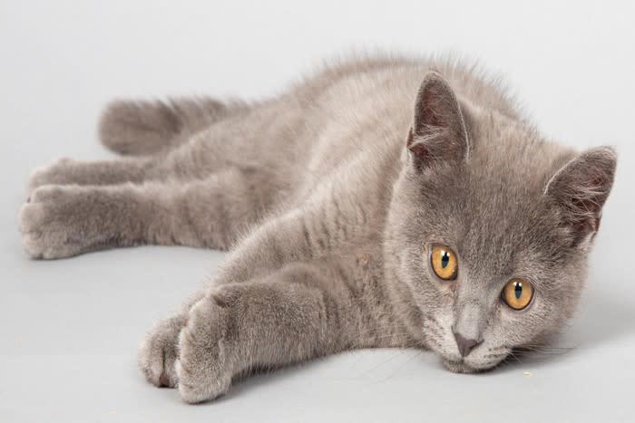 『人気キャラのモデルになった猫種』3選, 1.スコティッシュフォールド, ＂立ち耳＂もいる, 2.ブリティッシュショートヘア, おっとり系でマイペース, 肥大型心筋症に注意を, 3.スフィンクス, うっすらとうぶ毛が生えている, シャンプーが必須, 寒さと紫外線対策を, 健康診断を積極的に受けて, 高タンパクな食事を