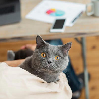 『人気キャラのモデルになった猫種』3選, 1.スコティッシュフォールド, ＂立ち耳＂もいる, 2.ブリティッシュショートヘア, おっとり系でマイペース, 肥大型心筋症に注意を, 3.スフィンクス, うっすらとうぶ毛が生えている, シャンプーが必須, 寒さと紫外線対策を, 健康診断を積極的に受けて, 高タンパクな食事を