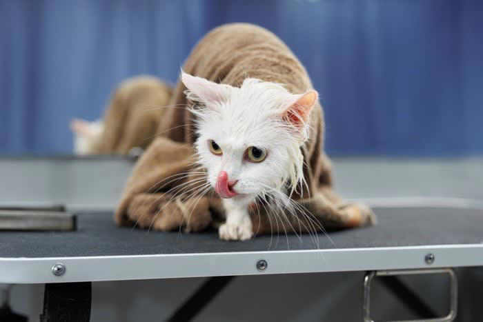猫はなぜお風呂上がりが苦手？乾かすのが大変な理由とは, 被毛が密集していて乾きにくい, 音・振動・温風に敏感, お風呂上がりの猫をうまく乾かす3つの方法と手順, 1.タオルドライは“吸水性重視”で手早く, 2.ドライヤーは弱風＆静音設計で徐々に慣らす, 3.ドライルームやヒーター活用も選択肢に