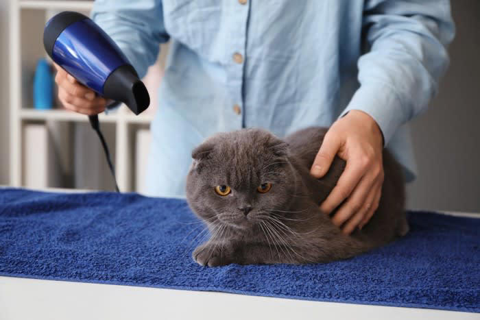猫はなぜお風呂上がりが苦手？乾かすのが大変な理由とは, 被毛が密集していて乾きにくい, 音・振動・温風に敏感, お風呂上がりの猫をうまく乾かす3つの方法と手順, 1.タオルドライは“吸水性重視”で手早く, 2.ドライヤーは弱風＆静音設計で徐々に慣らす, 3.ドライルームやヒーター活用も選択肢に