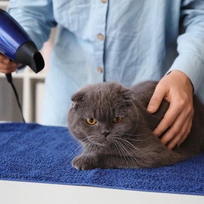 猫はなぜお風呂上がりが苦手？乾かすのが大変な理由とは, 被毛が密集していて乾きにくい, 音・振動・温風に敏感, お風呂上がりの猫をうまく乾かす3つの方法と手順, 1.タオルドライは“吸水性重視”で手早く, 2.ドライヤーは弱風＆静音設計で徐々に慣らす, 3.ドライルームやヒーター活用も選択肢に