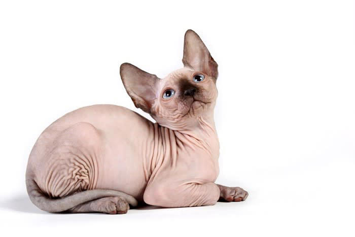 『人気キャラのモデルになった猫種』3選, 1.スコティッシュフォールド, ＂立ち耳＂もいる, 2.ブリティッシュショートヘア, おっとり系でマイペース, 肥大型心筋症に注意を, 3.スフィンクス, うっすらとうぶ毛が生えている, シャンプーが必須, 寒さと紫外線対策を, 健康診断を積極的に受けて, 高タンパクな食事を