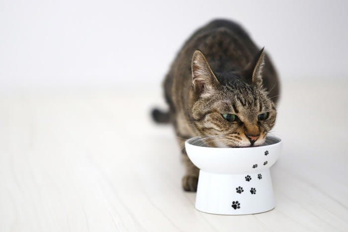 子猫が「大人猫」になるのはいつ？, 猫の成長に伴って起こる心身の変化, 2.体つきが引き締まる, 3.性格に落ち着きが出てくる, 大人猫になるまでのお世話の注意点