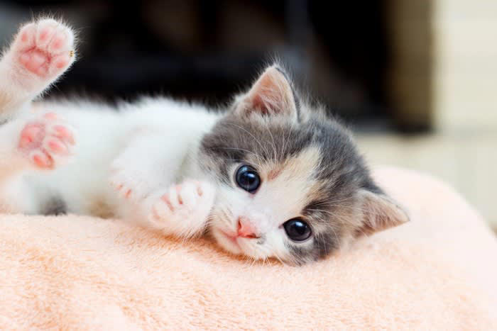 子猫が「大人猫」になるのはいつ？, 猫の成長に伴って起こる心身の変化, 2.体つきが引き締まる, 3.性格に落ち着きが出てくる, 大人猫になるまでのお世話の注意点